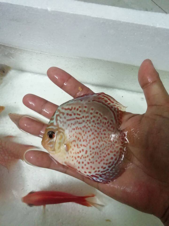 七彩神仙鱼活体豹点神仙鱼苗观赏鱼渔场直销鱼