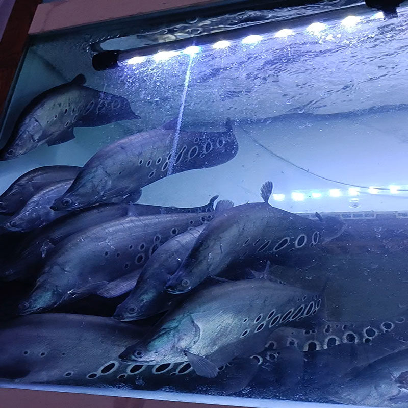 黑羽羽毛魔鬼刀鱼活体黄金白化金刀七星下层鱼