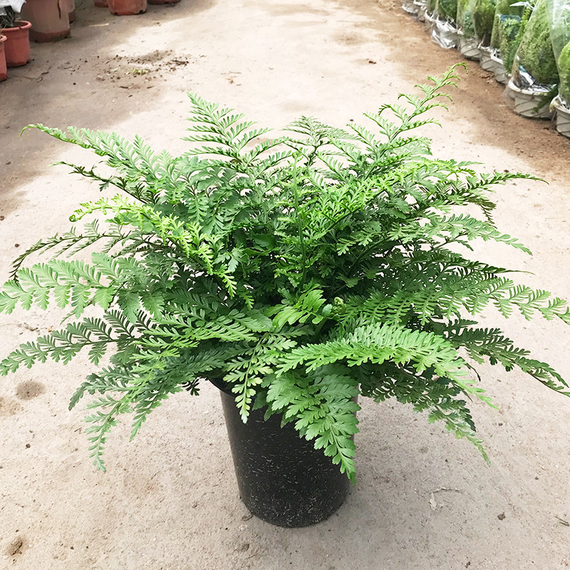 吉姆平安室内净化空气增加湿度桌面绿植办公桌常绿绿植