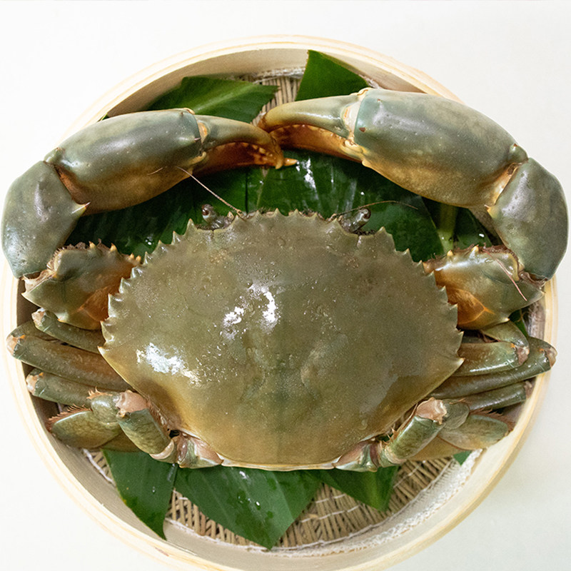 三门特大膏蟹超大螃蟹海鲜水产特产红鲟三公青蟹