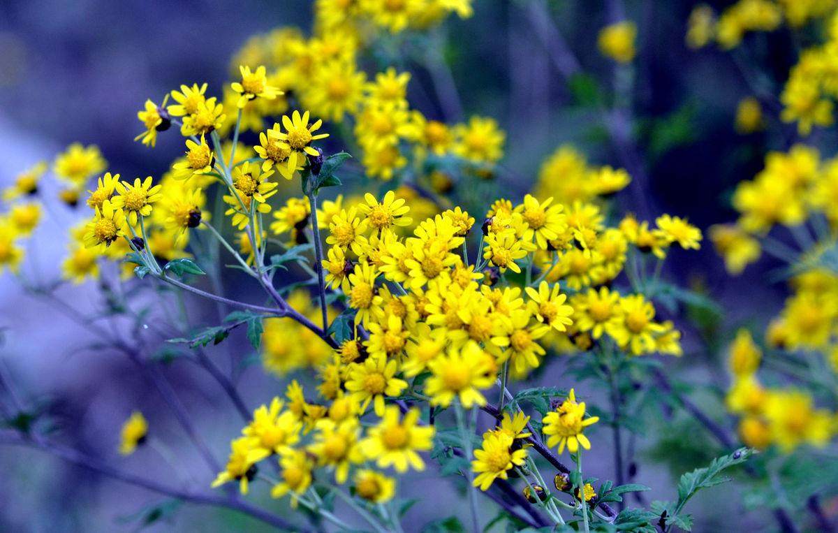 天然神农香菊单方精油野菊花甘菊还原香水调香单方精油