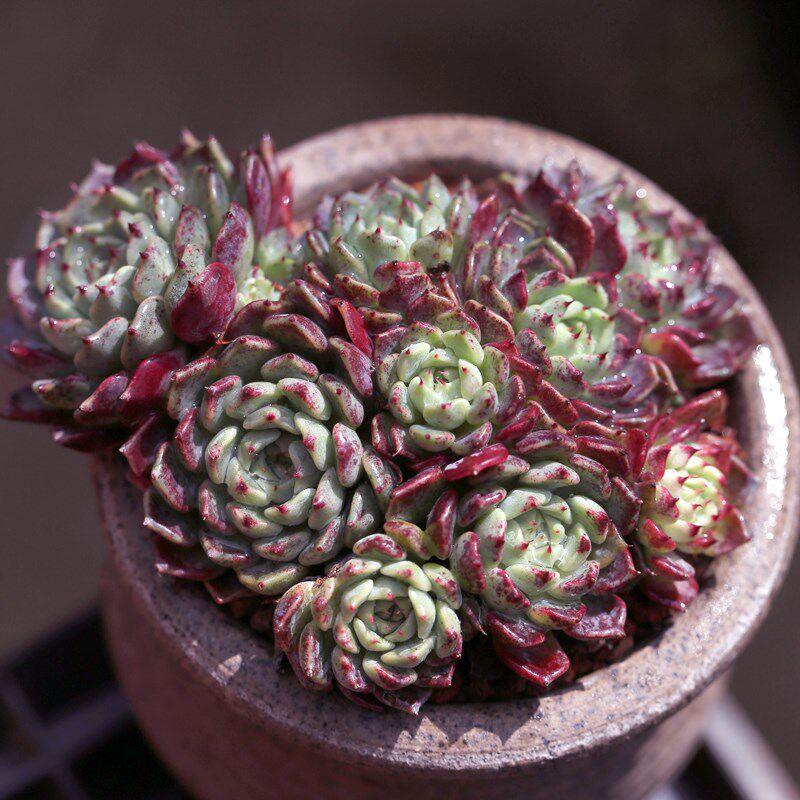 沙罗牡丹多肉植物群生稀有云南室内净化空气肉肉多肉植物