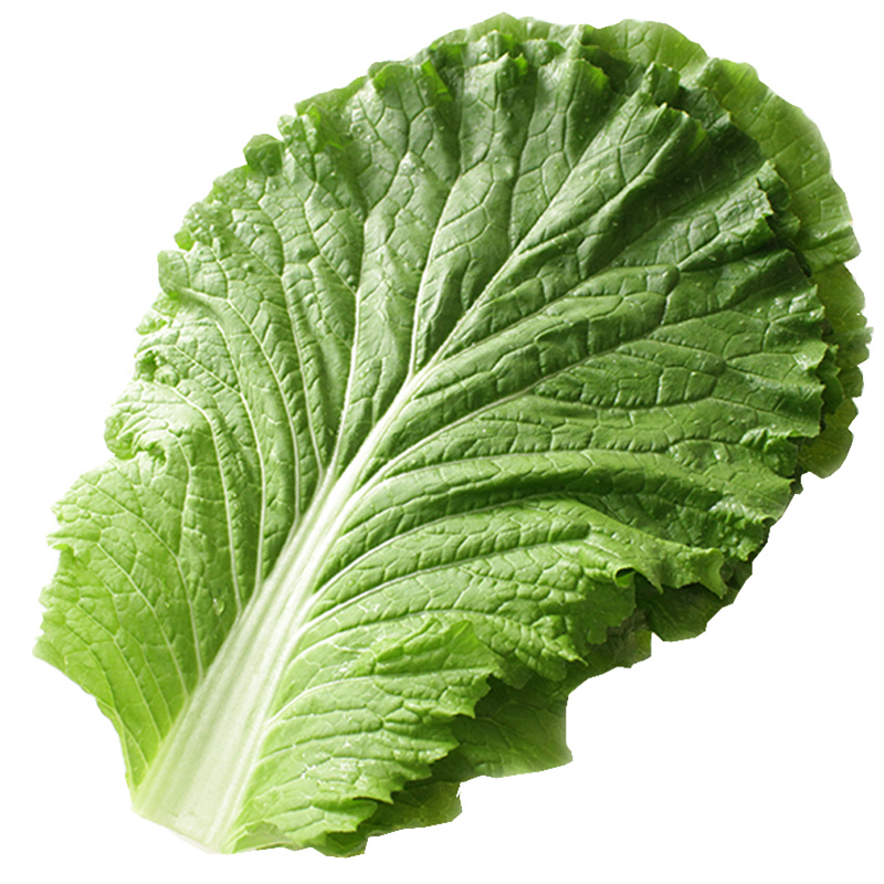 东北新鲜打饭包白菜叶包饭白菜叶绿叶自种农家蔬菜熏酱菜现摘包邮