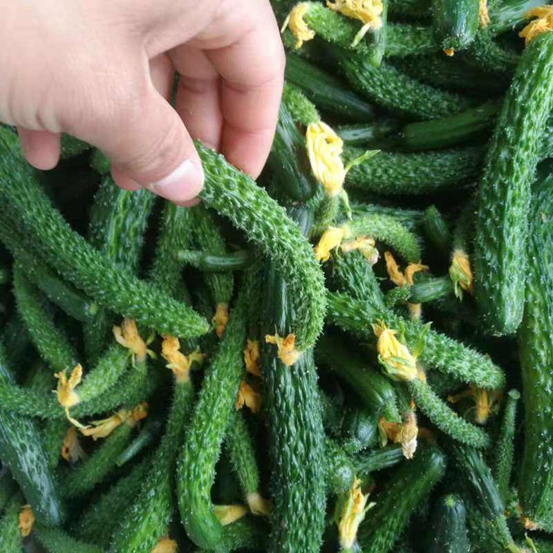 小黄瓜仔黄瓜扭小青瓜花新鲜蔬菜黄瓜5斤包邮手腌制咸菜现摘现发