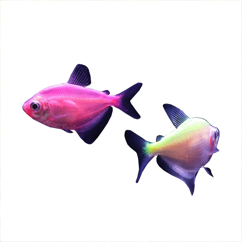 热带鱼七彩裙鱼活体玻璃淡水小型彩色观赏鱼鱼缸鱼