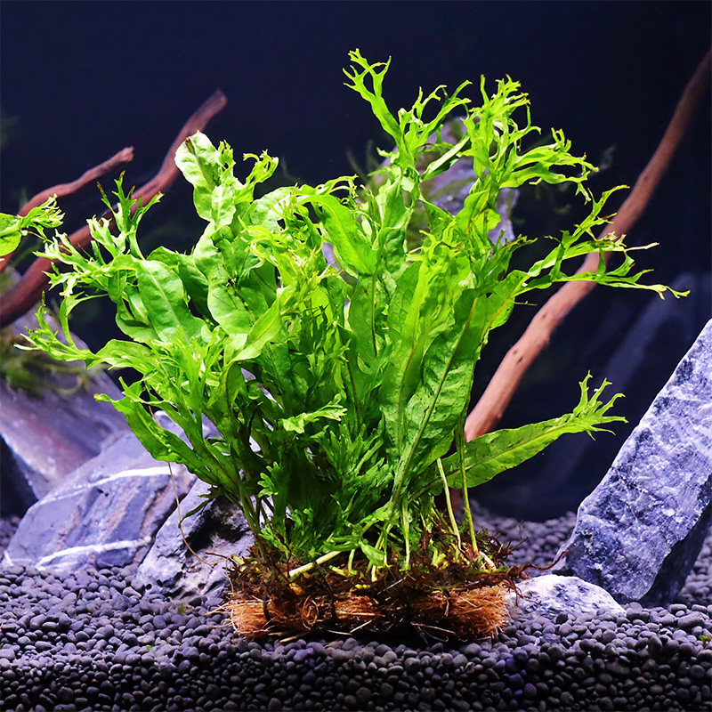 丹麦鹿角活体造景鱼缸底座角铁水草细叶懒人水草