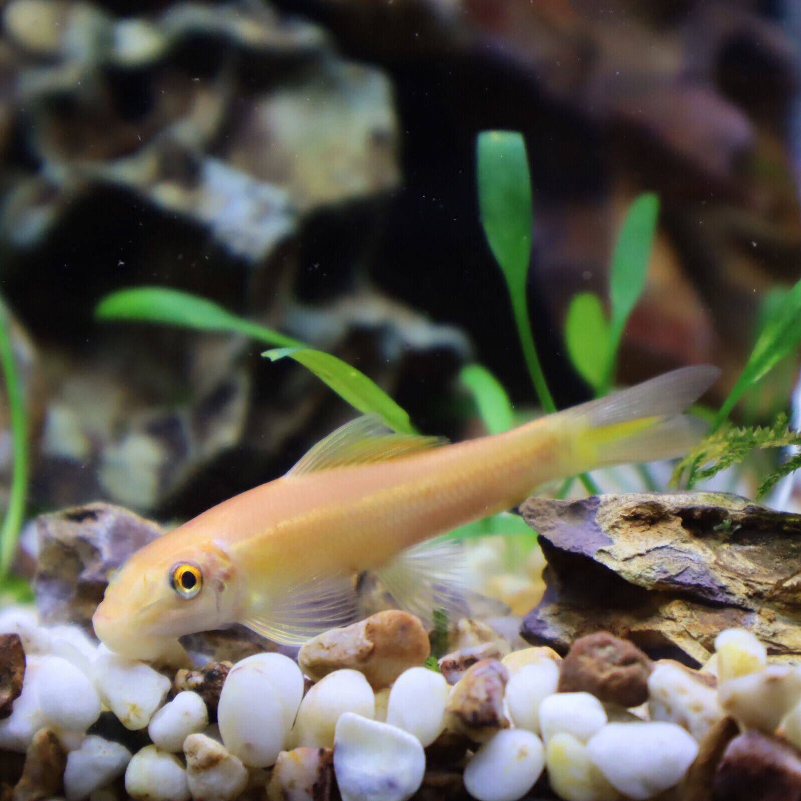 金苔鼠活体淡水热带观赏鱼清道夫吸盘鱼缸清洁清洁工鱼