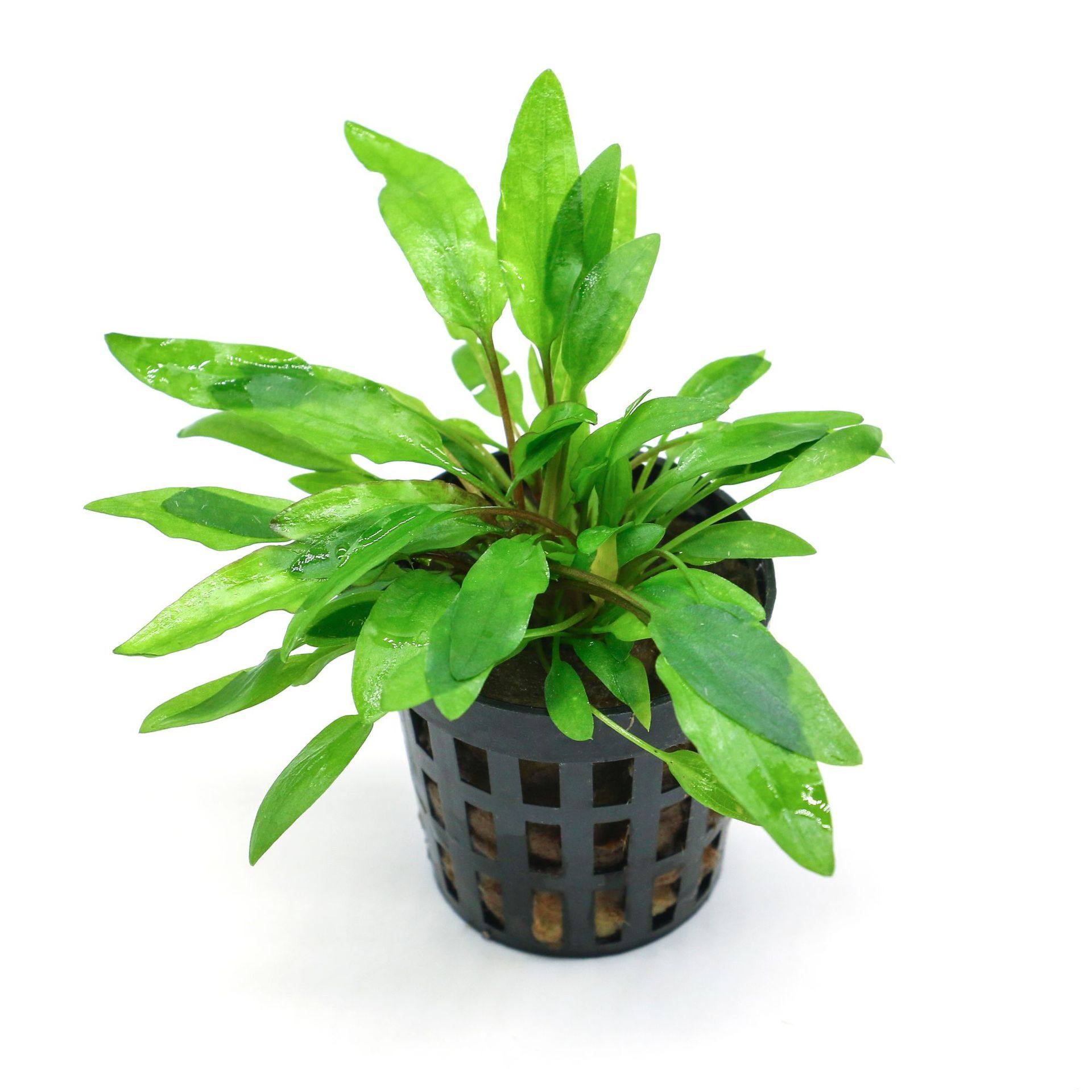 懒人造景活体水草水族箱温蒂椒榕迷你椒椒合集水草