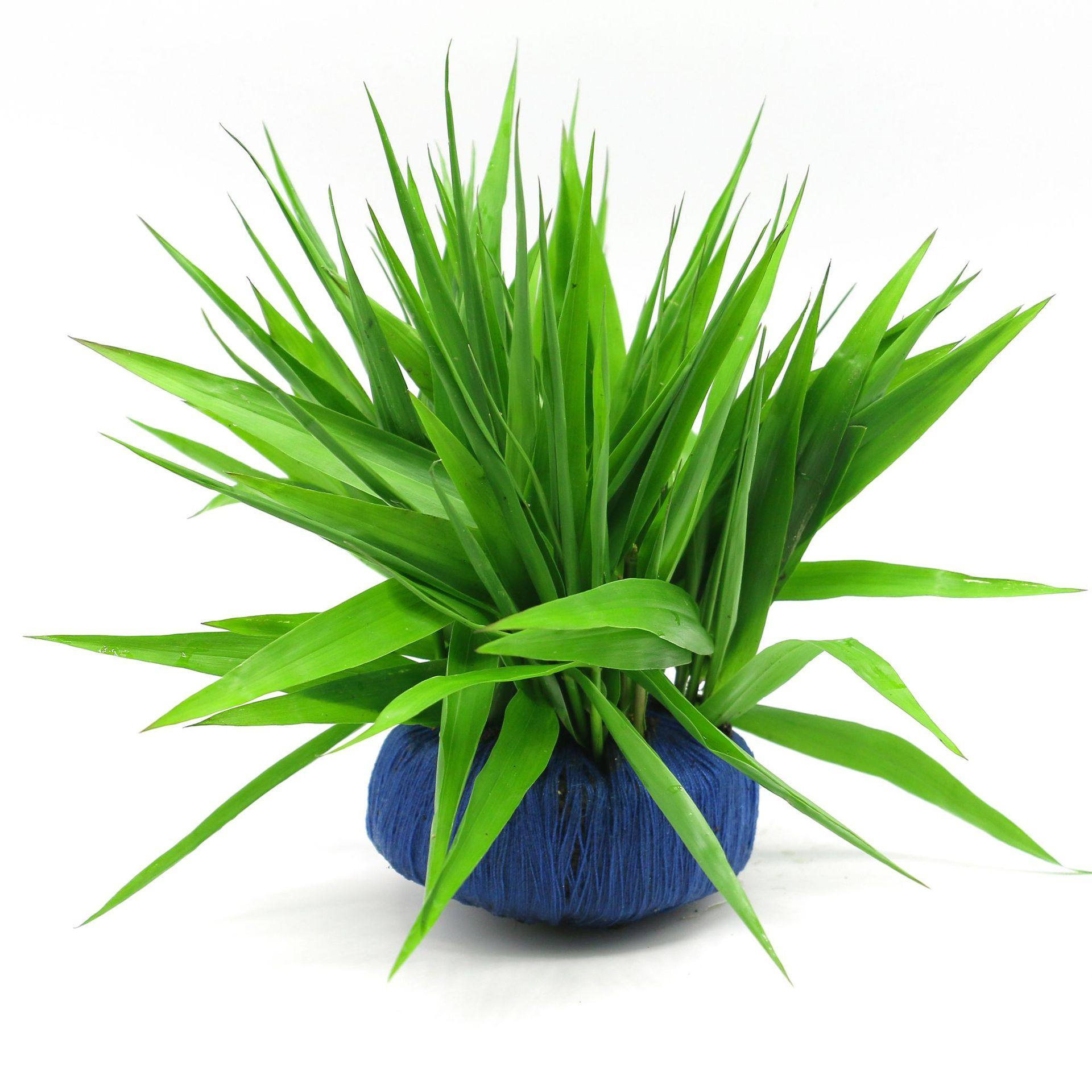 鱼缸水草植物懒人入门活体坨草装饰水族箱造景水草