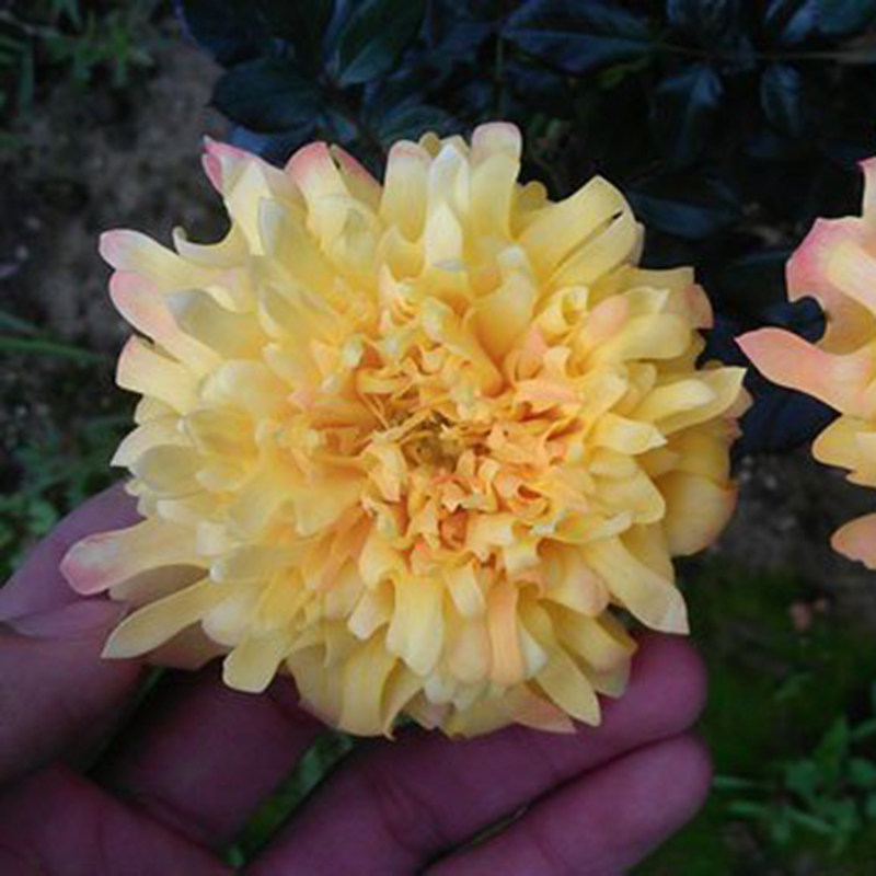 月季月季花花苗盆栽灌木欧月烟花波浪烟火褶裙时令草本花卉