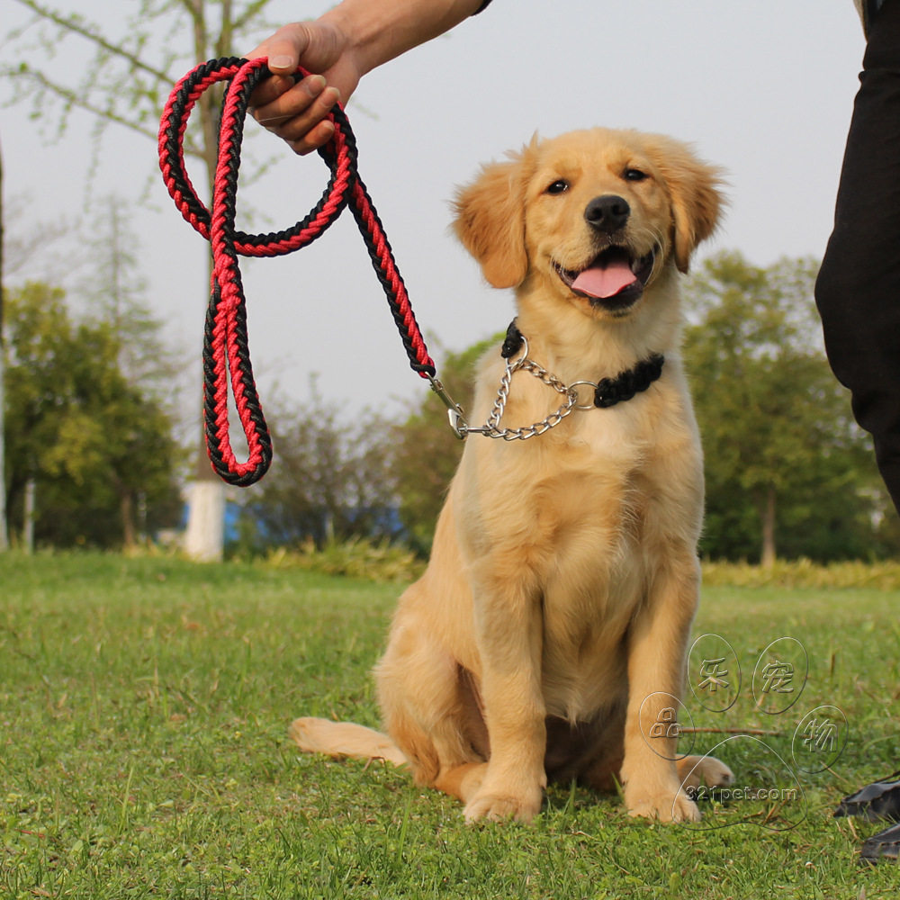 中型大型狗狗金毛拉布拉多遛狗绳子项圈链子牵引狗牵引绳