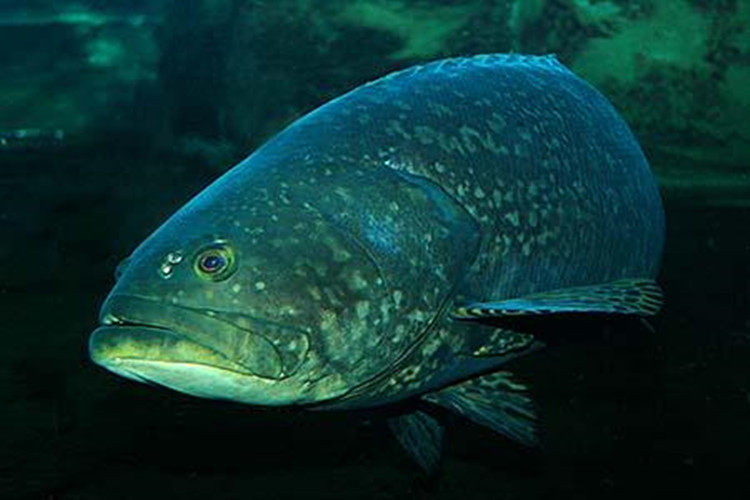 斑鱼鲜活深海海大一条1040斤福建海鲜特大海鱼斑鱼