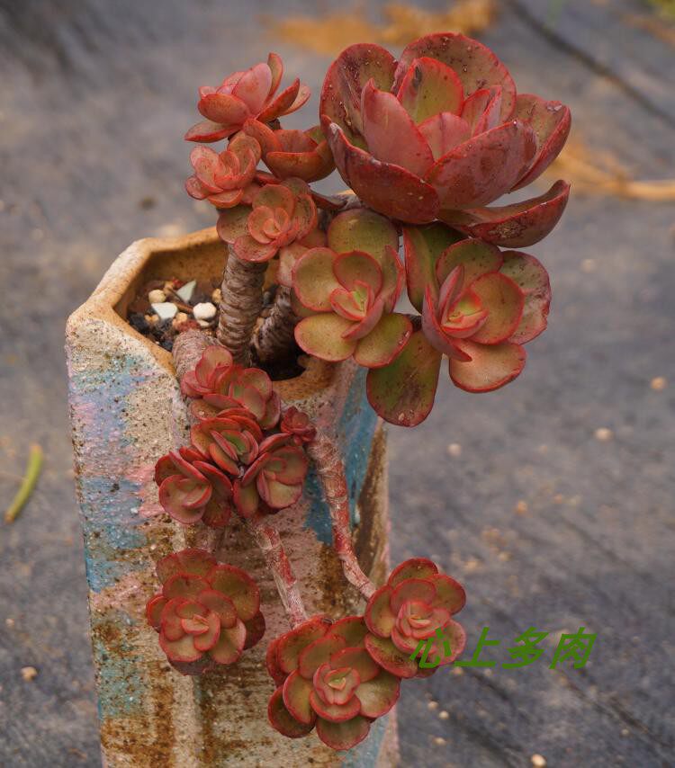 多肉植物秀妍悬崖桩无砍粗桩造型老桩一物一拍多肉植物