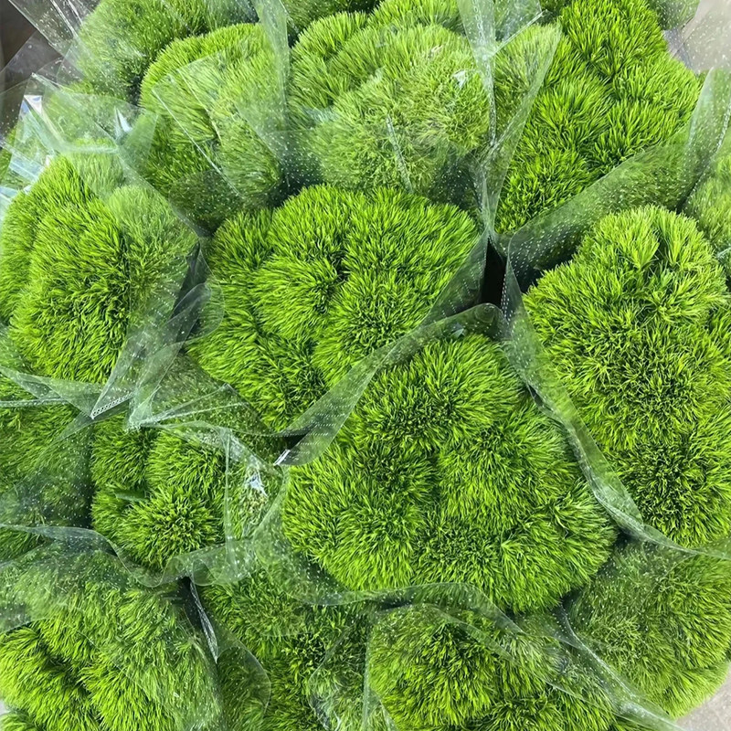 绿毛石竹绿绒球可爱的高级小众花材云南水养花材