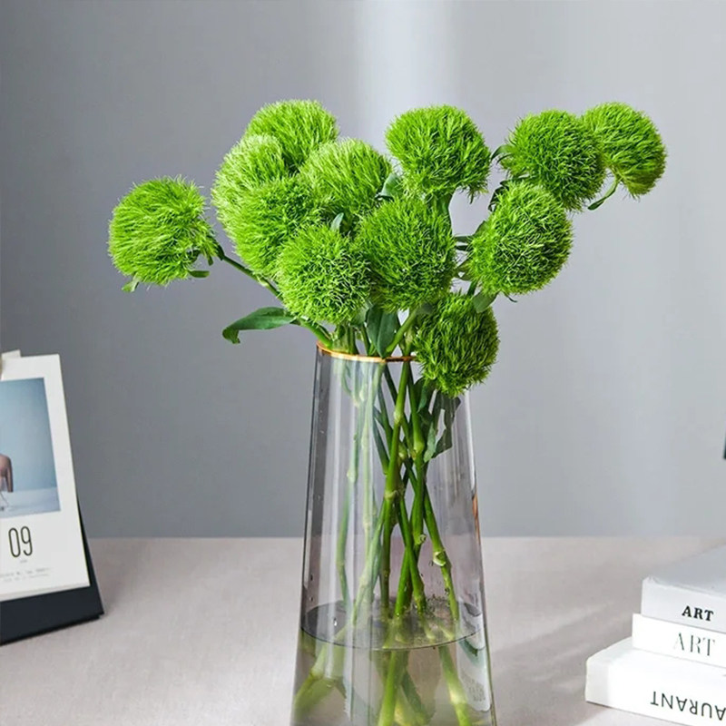 绿毛石竹绿绒球可爱的高级小众花材云南水养花材