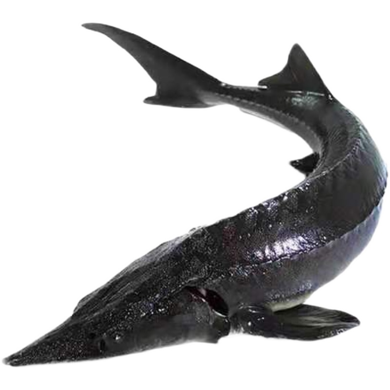 食用鲟鱼中华鱼鲟龙鱼软骨无刺新鲜鲜活下单淡水鱼类