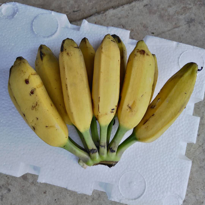 芭蕉新鲜水果10斤带箱酸甜大牛牛角巴焦食用香蕉