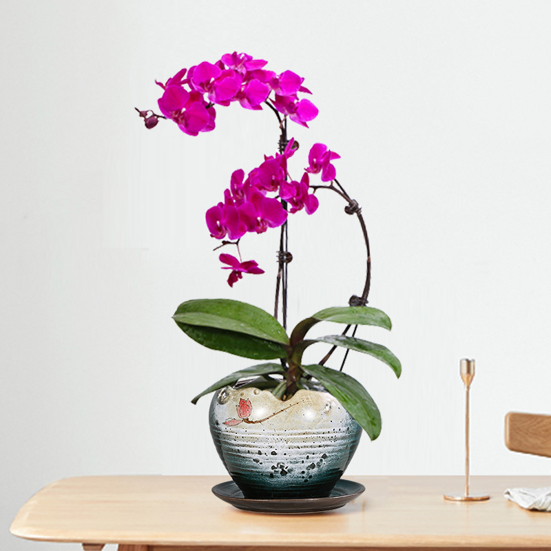 蝴蝶兰专用陶瓷花盆带拖盘茉莉花土培多肉小号窑变花盆