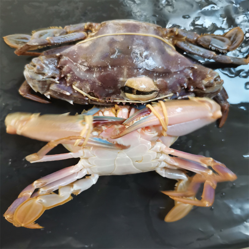 海鲜石蟹花新鲜三斤水产鲜活盖蟹大青花蟹螃蟹梭子蟹