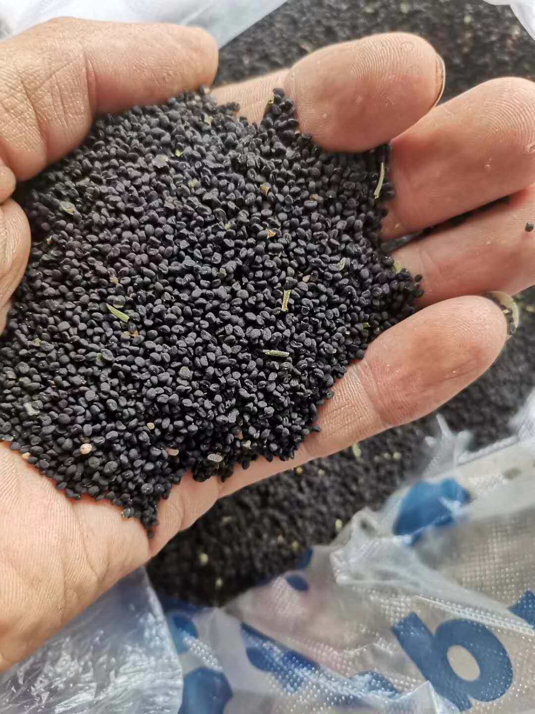 黄芩种苗黄金种植指导中药材发芽种子易发芽新产家庭园艺种子