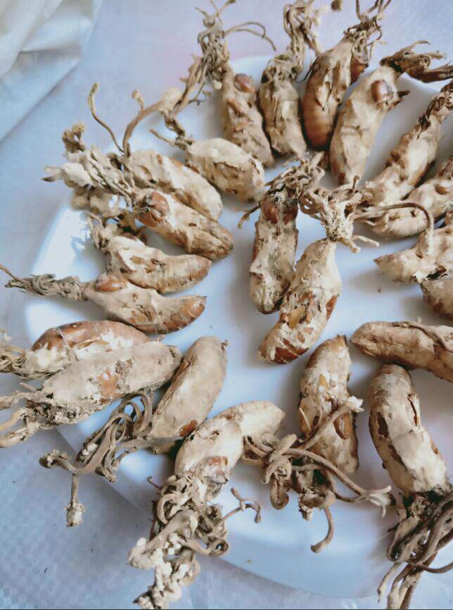 新货大别山野生金蝉500g正品花虫草粉金蚕花知了金蝉花