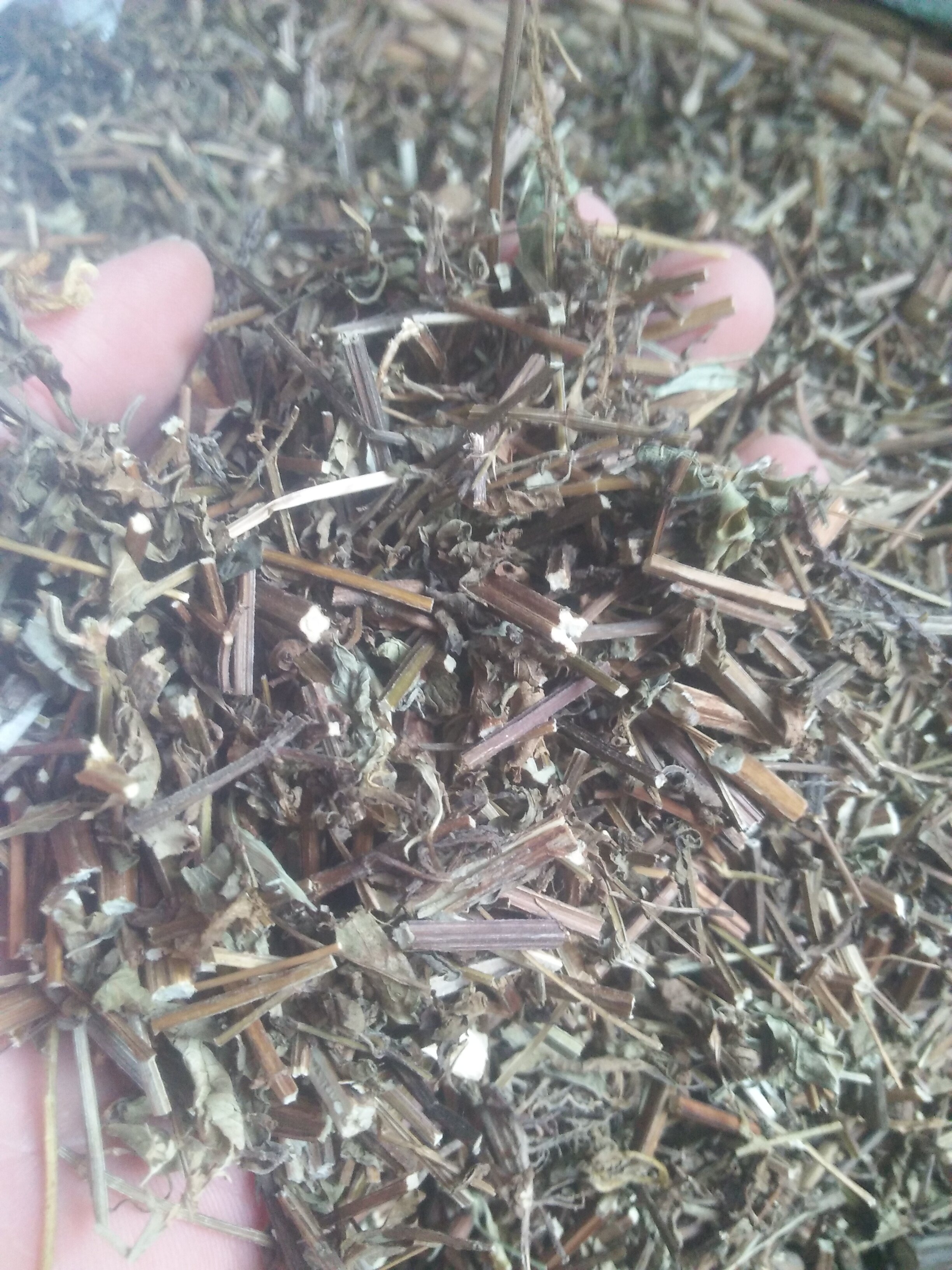 香蜂草叶 香峰草 也称 薄菏香脂 蜂香脂 柠檬香脂草叶500克