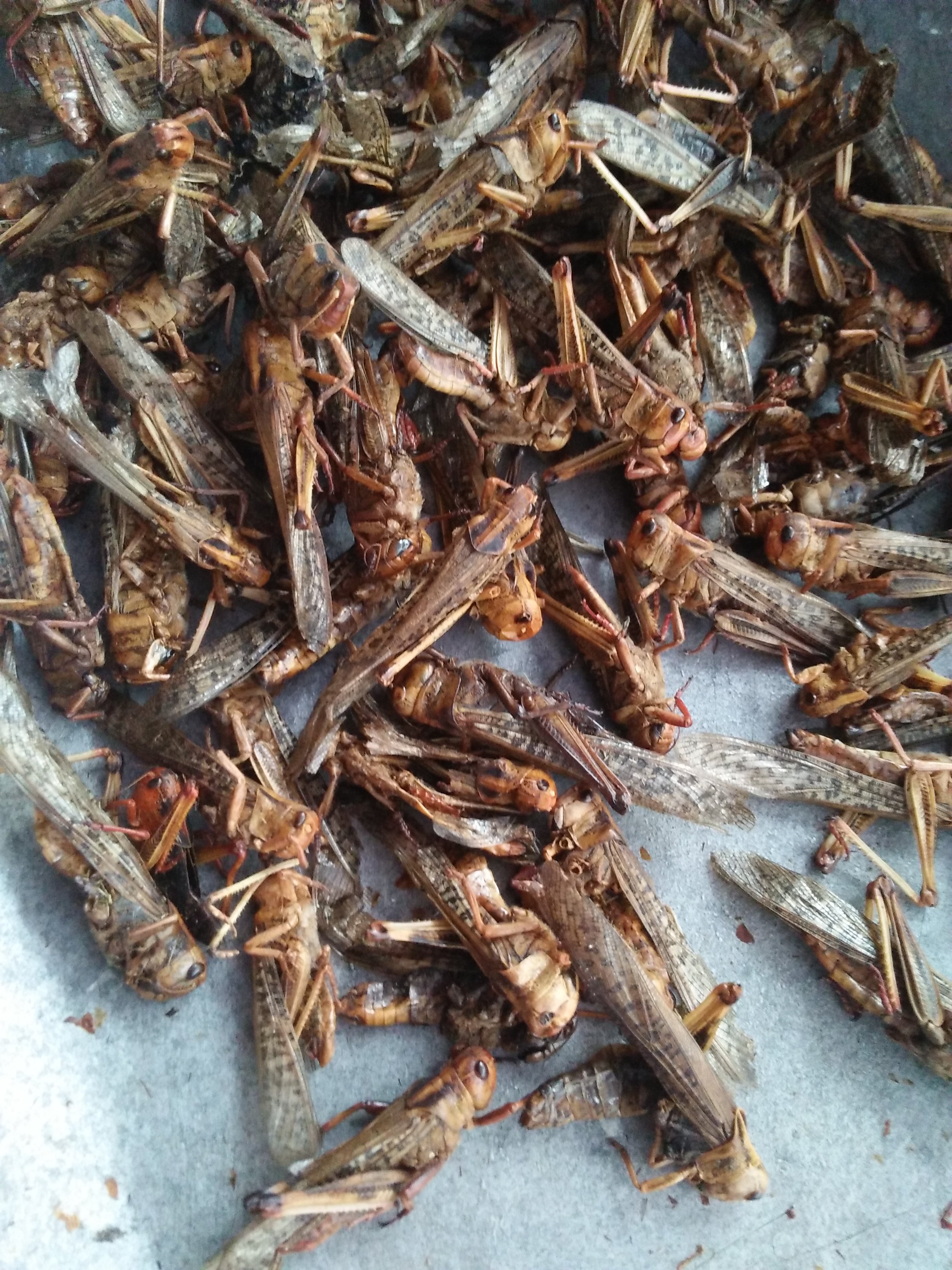 中药材野生蝗虫五谷虫干蝼蛄鸟食蚂蚱干鸟饲料其他药食同源食品