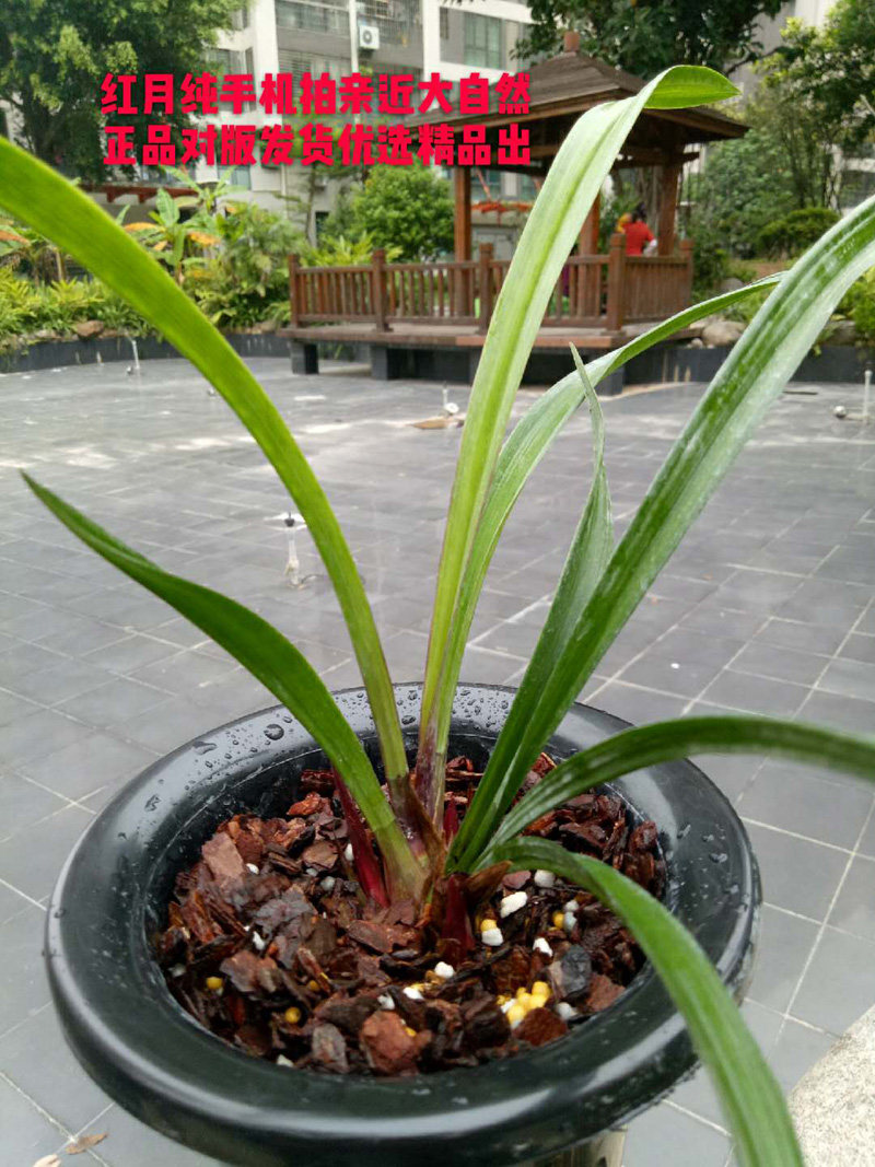 建兰四季兰中透艺(福隆)兰花 优质 hot 花卉盆栽 花卉植物室内花