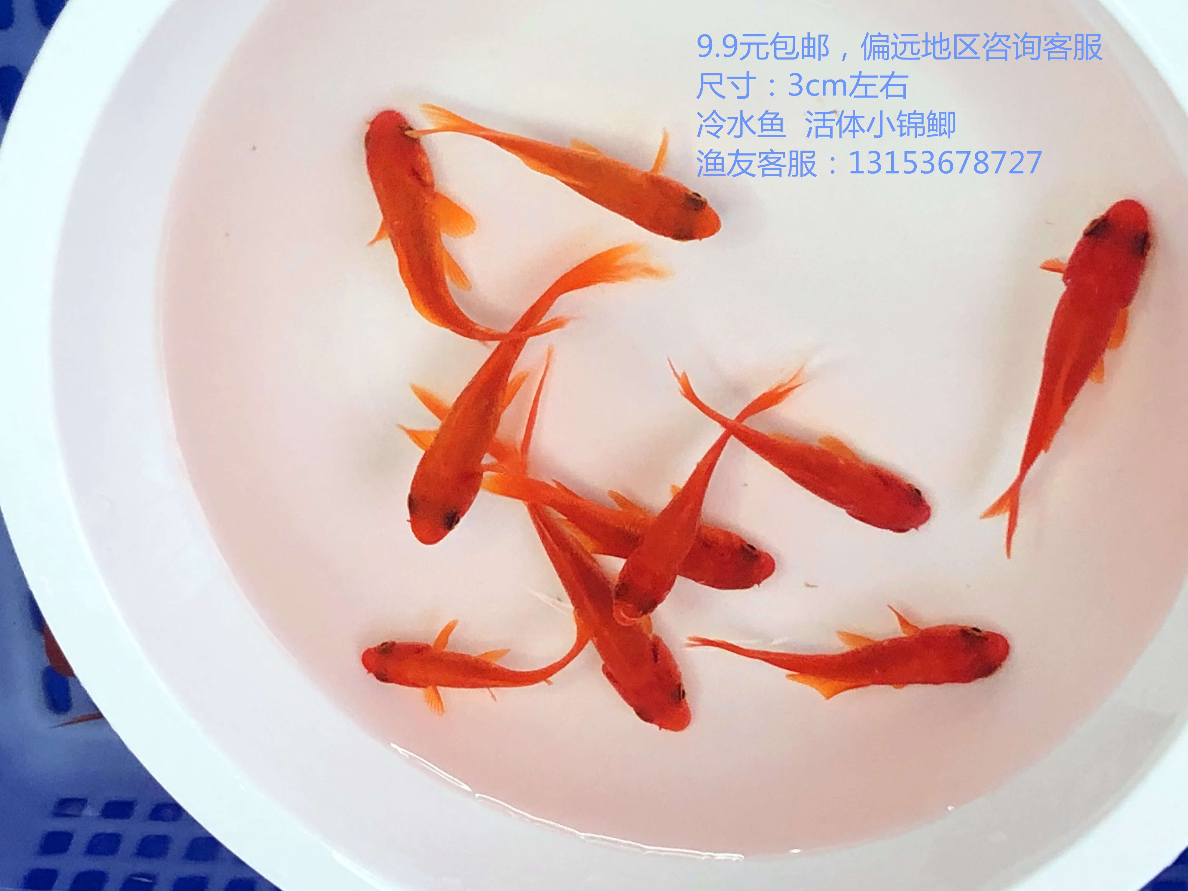 草金活体小金鱼淡水冷水观赏红色鲤鱼金鲫小红鱼鱼