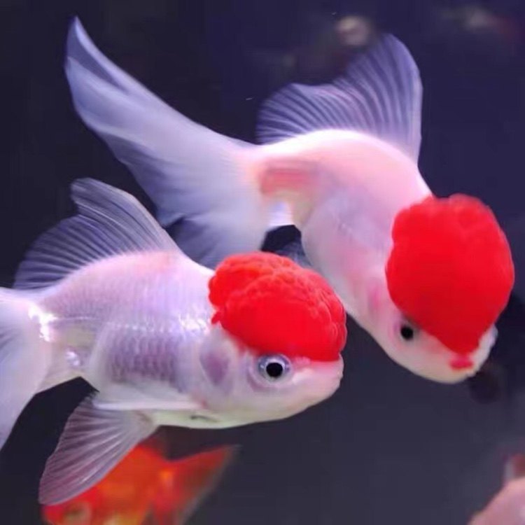国粹金鱼鹤顶活鱼冷水观赏鱼红狮红头鸿运当头淡水鱼