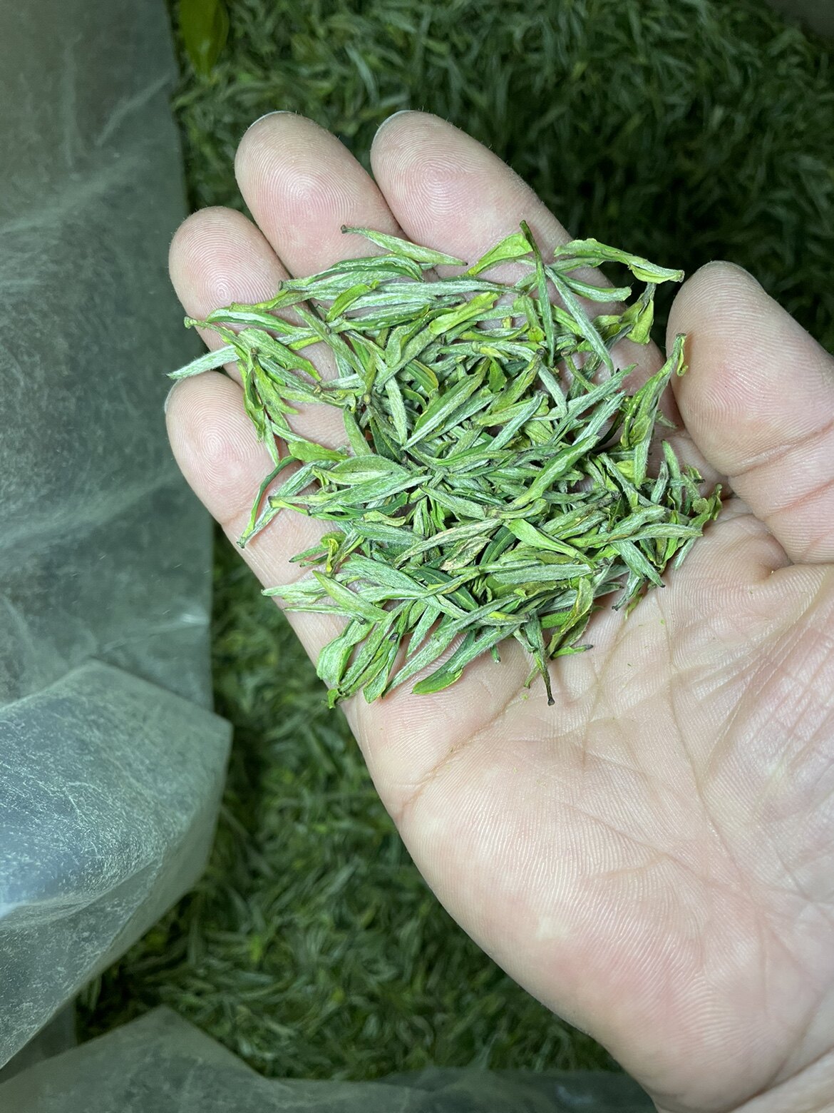 安徽2022新茶特级手工黄山毛峰明前茶绿茶茶叶黄山毛峰