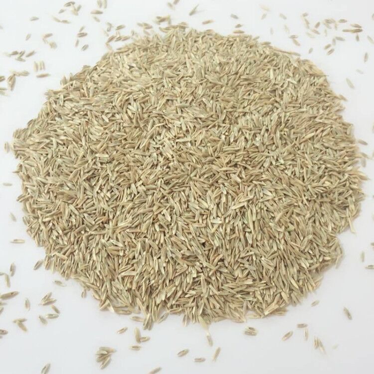 护坡绿化狗牙根黑麦草籽草坪种子