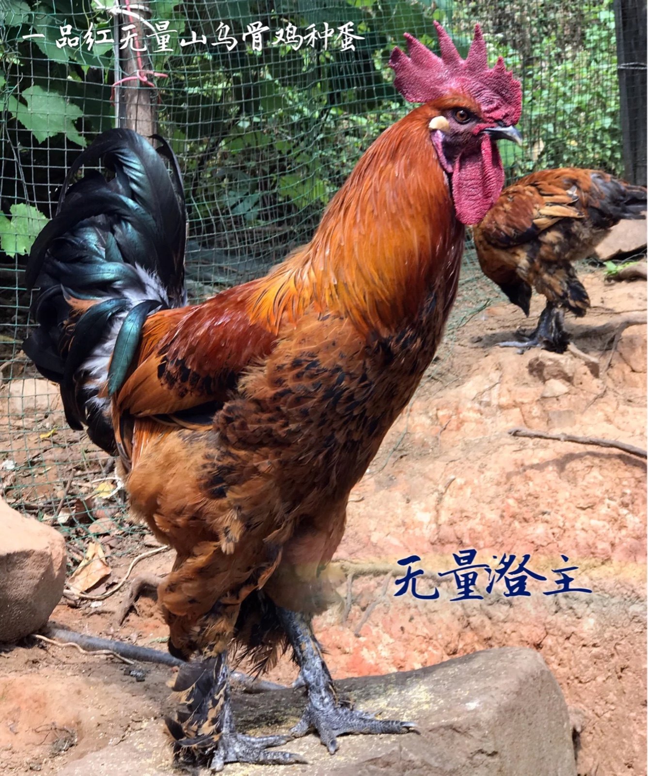 纯种云南无量山乌骨鸡种蛋大种毛脚鸡彝家哀牢山土鸡鸡蛋