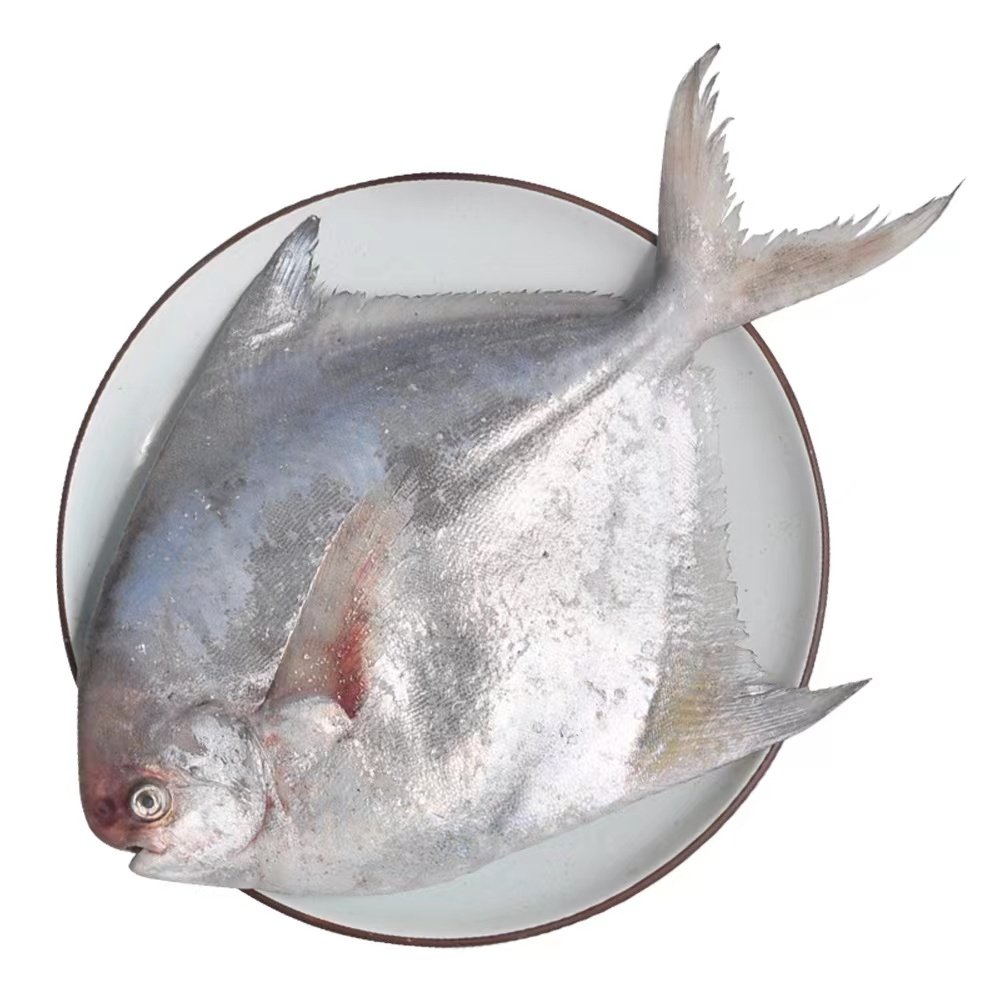 鲳鱼超大新鲜冷冻特大鳊鱼宁波舟山海鲜水产冷冻鱿鱼