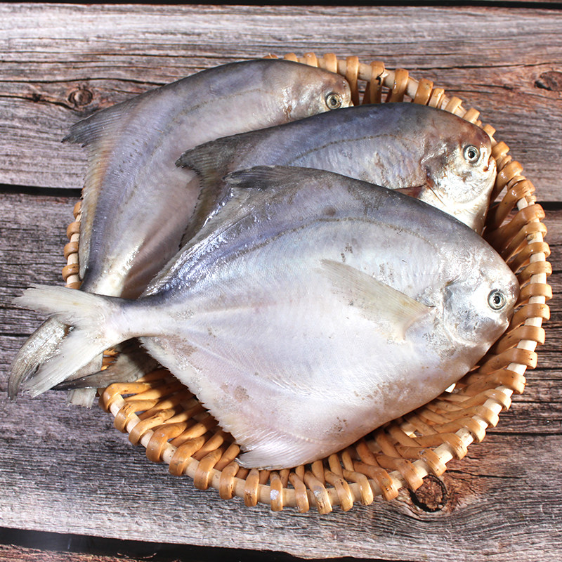 一条7两左右大银鲳鱼特大东海野生新鲜冷冻白鲳鱼肉鲳鲳鳊鱼平鱼