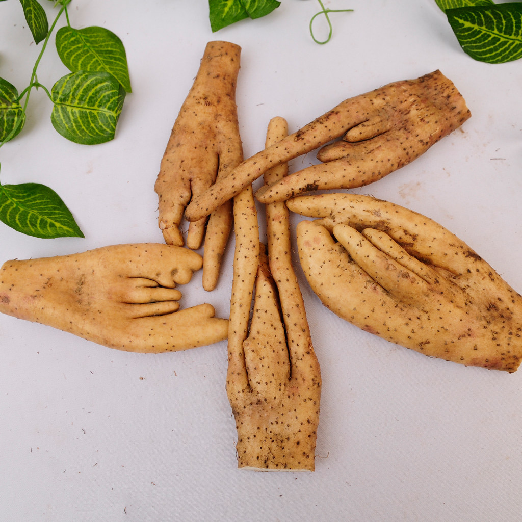 山药正宗河北大号铁棍巴掌佛手新鲜5斤河南新鲜山药