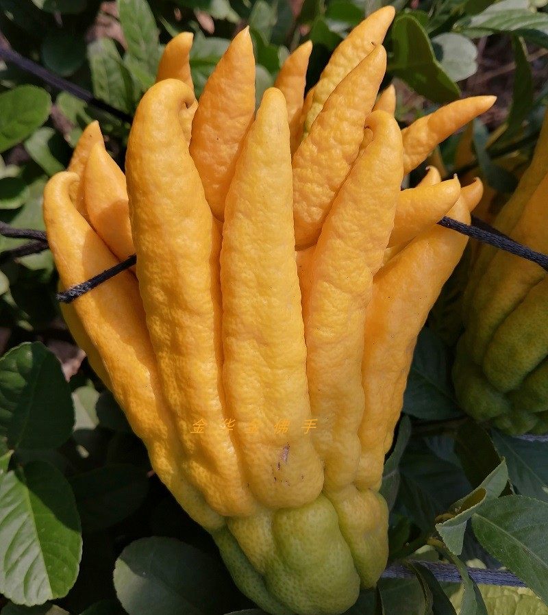 特大金华佛手五指鲜果柑香橼瓜橘膏观赏闻香佛手果