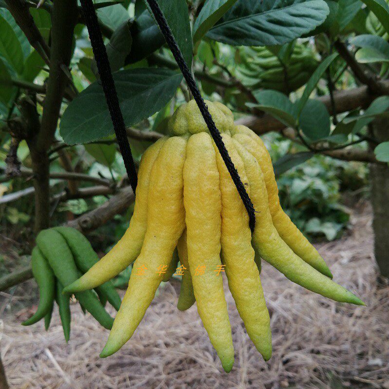 金华佛手鲜果五指柑香橼瓜橘膏观赏闻香清供佛手果