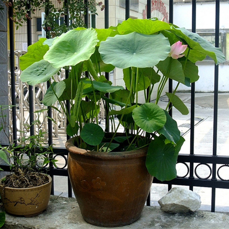 食用观赏藕种藕苗莲藕根苗荷花盆栽水养缸水田时令草本花卉