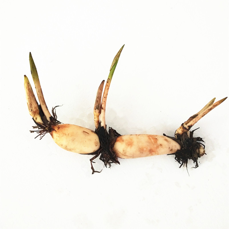 荷花观赏池塘水生培水用水食用花苗花种莲花时令草本花卉