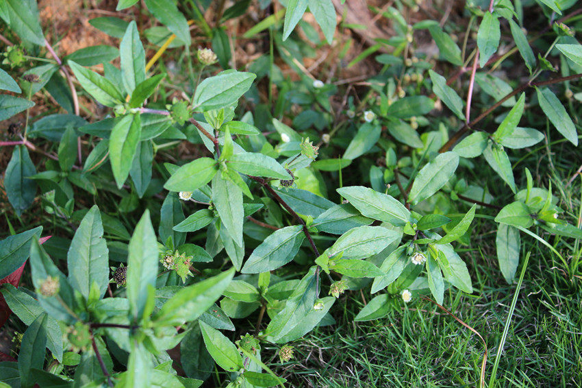 深山现采新货新鲜野生旱莲草墨头草旱墨莲鳢肠猪牙草墨旱莲