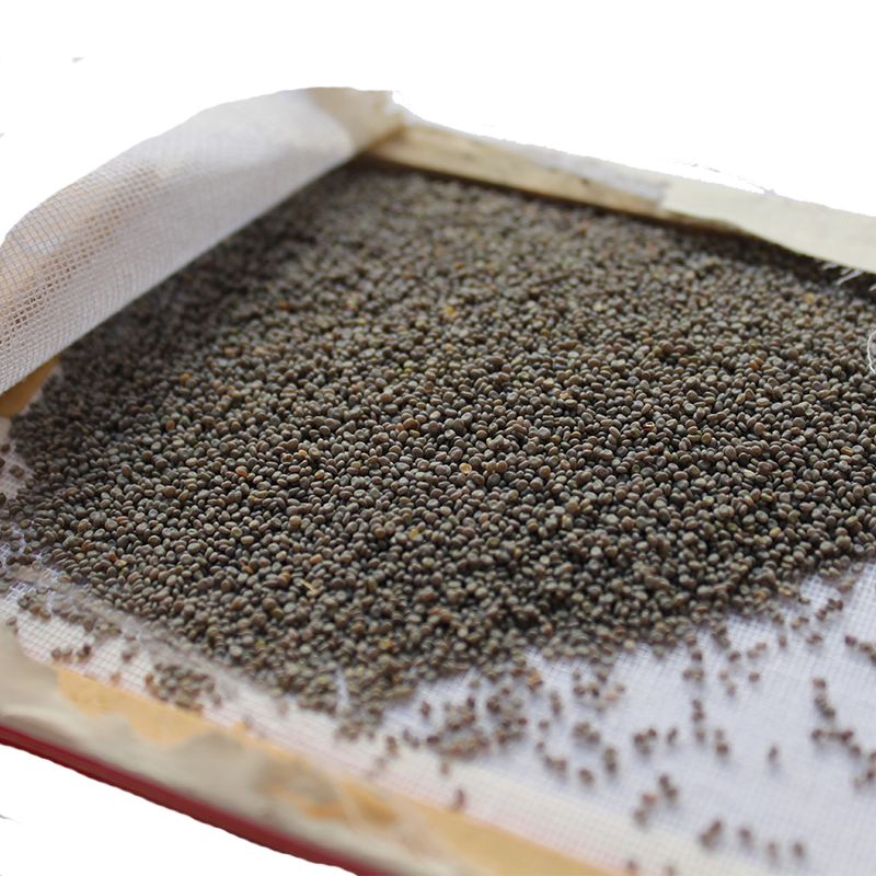 蚕籽蚕卵蚕蛋学生生养蚕宝宝蚕种天然然彩丝蚕蚕宝宝