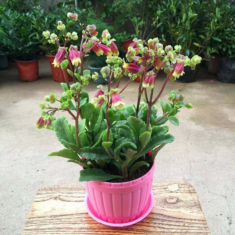 宫灯长寿盆栽重瓣大花植物花卉室内花卉