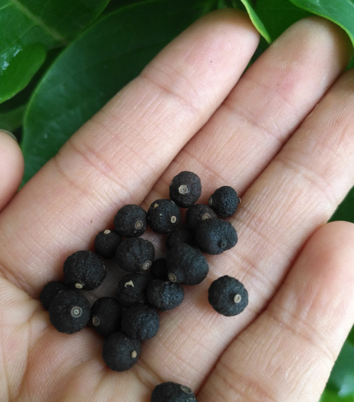 小青正宗四川小柑胎青皮子桔干大红红袍柑胎陈皮