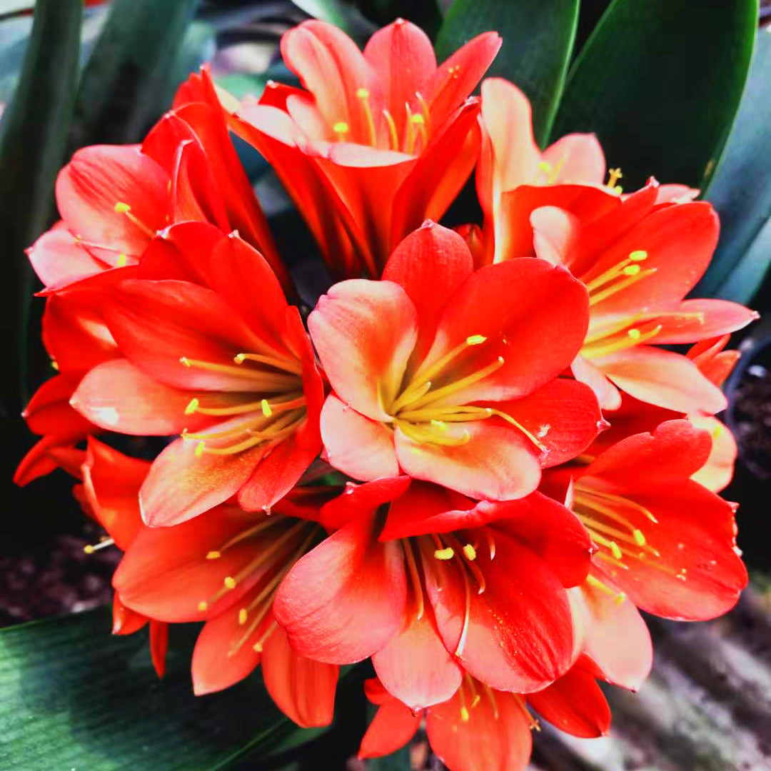 君子兰精品红花绿心黑金刚花色绿植黑花栽好包顺丰时令草本花卉