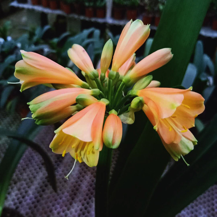 southafrica原始垂笑君子兰毛兰苹果净化空气防辐射绿植时令草本花卉