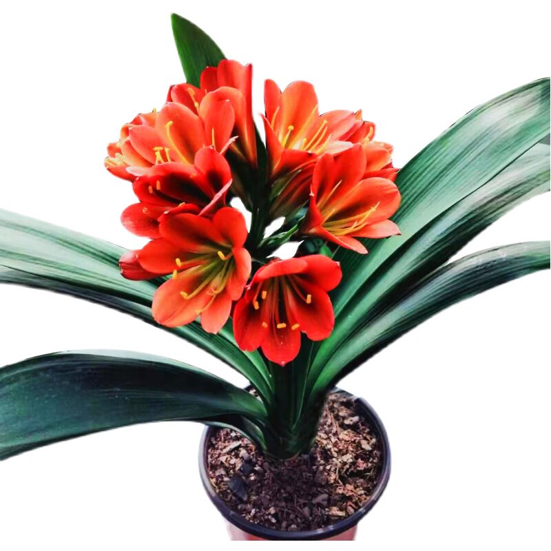 君子兰精品红花绿心黑金刚花色绿植黑花栽好包顺丰时令草本花卉