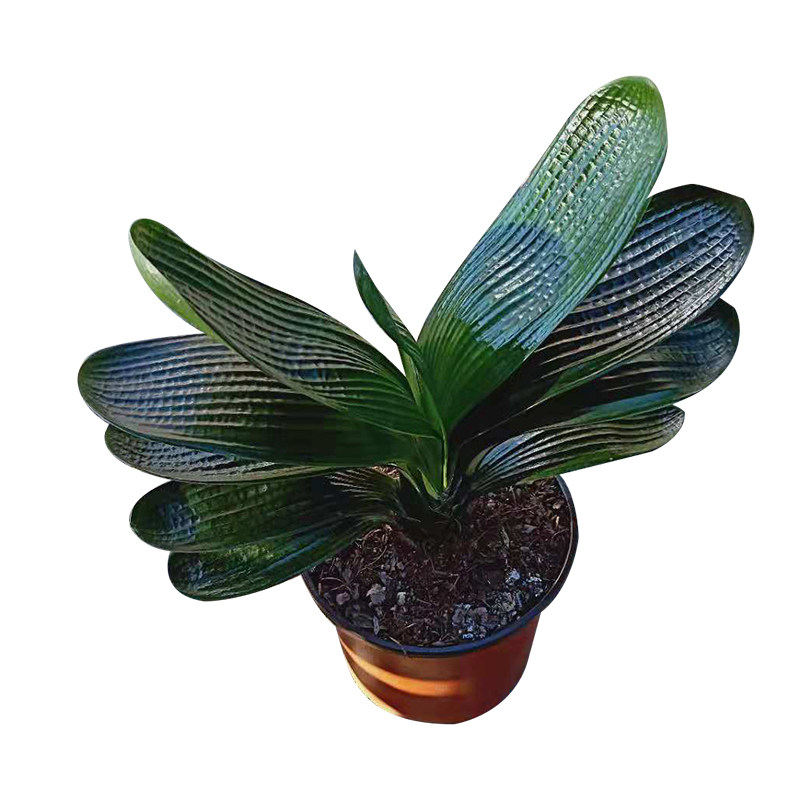 精品君子兰宽短书房暴龙短叶盆栽鞍山黑金刚霸王花卉