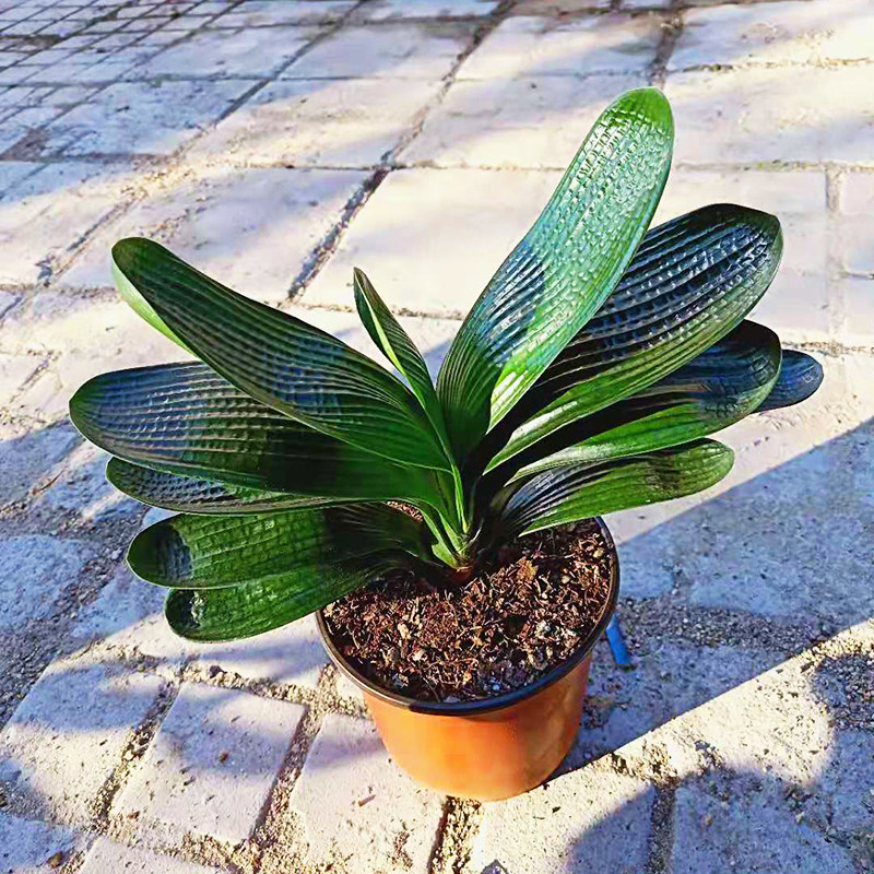 精品君子兰宽短书房暴龙短叶盆栽鞍山黑金刚霸王花卉