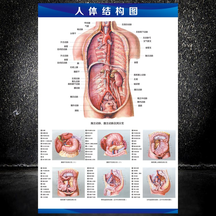 新版养生馆人体解剖挂图内脏器官结构图医学系统示意